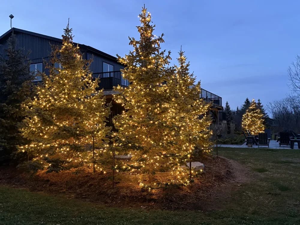 Christmas tree lights installed outdoors in Hamilton