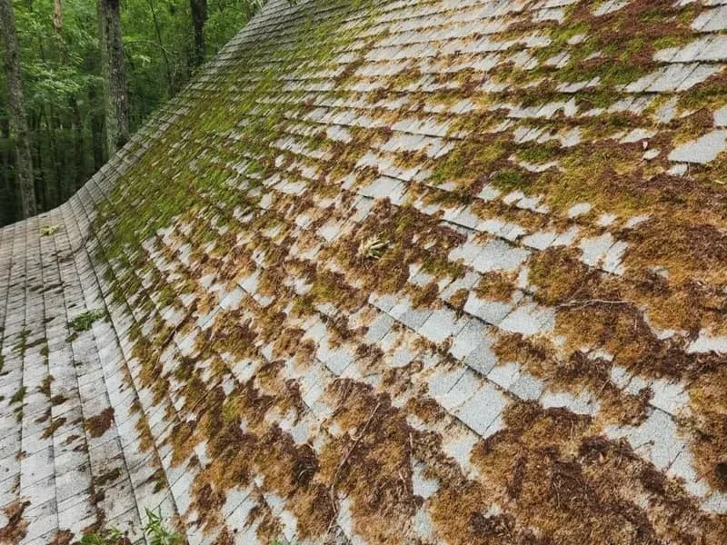 Before — Roof soft washing before and after — moss and lichen removal in Dundas, Hamilton